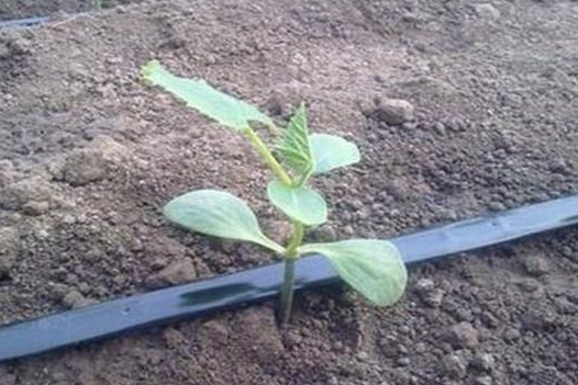 節(jié)水種植技術(shù)的管道，滴灌管道是什么原理?